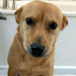 Meet your Posher, Matt